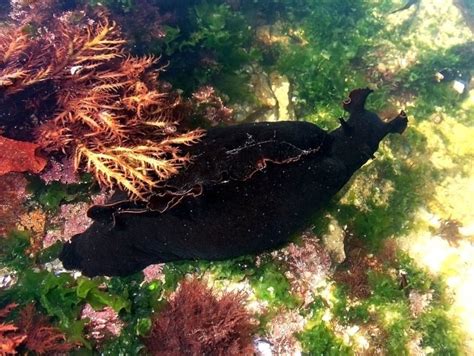 California Black Sea Hare Slug Kevinjoblog