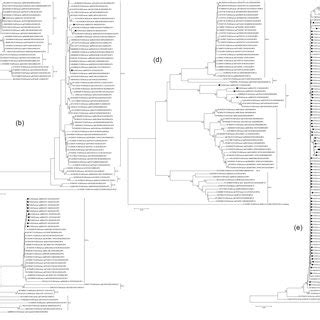 Phylogenetic Analyses Based On Full Lengthvp Nucleotide Sequences