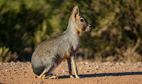 Se Pueden Realizar Actividades De Observaci N De Aves O Vida Silvestre