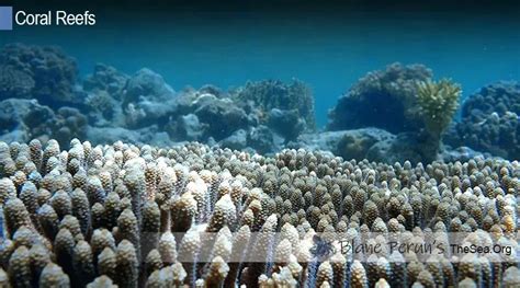 Importance Of Coral Reefs In The Marine Ecosystem • Blane Peruns