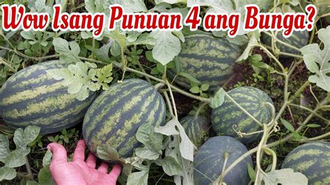 Watermelon Bakit Ang Dami Ng Bunga Pero Tipid Sa Abono Ito Ang Ginawa