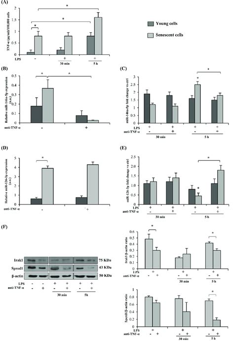 Effect Of Tnf α Blockade On The Expression Of Mirs And Their Target Download Scientific Diagram