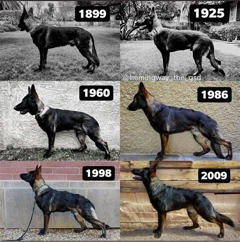 Types of German Shepherd Dogs (GSDs) - All Breed Variations ...