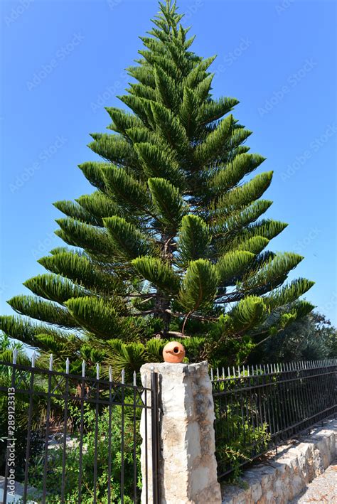 Zimmertanne Araucaria Heterophylla Stock Photo Adobe Stock