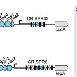 Genomic Organization Of Type I C And Type II A CRISPR Cas Loci In S