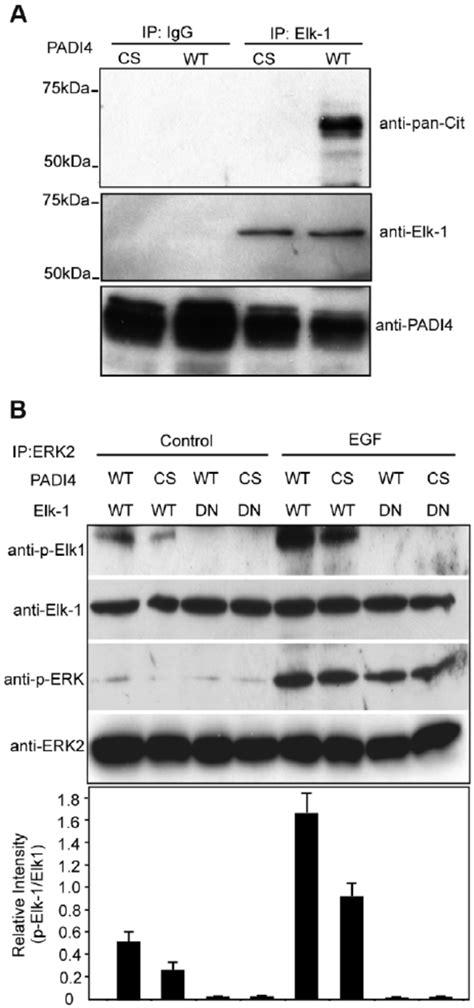 Citrulliantion Of Elk By Padi Potentiates Elk Phosphorylation A