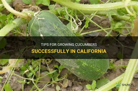 Tips For Growing Cucumbers Successfully In California Shuncy