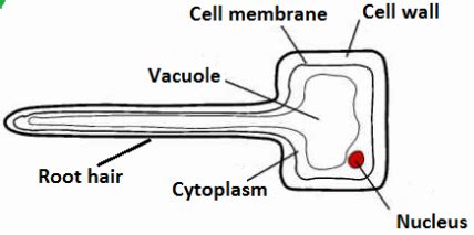 Diagram of Root Hair Cell | Quizlet