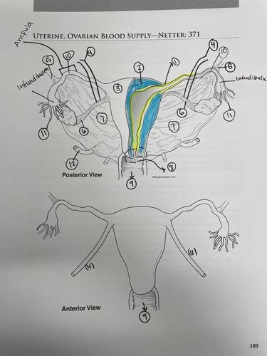 Uterine Ovarian Blood Supply Better 371 Flashcards Quizlet