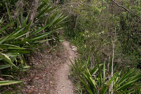 Premium Photo | Hiking through the peruvian jungle near the vilcanota ...