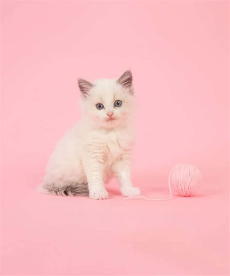 Download Cute Profile Cat Pink Aesthetic Pictures | Wallpapers.com