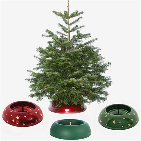 Pot Grown Nordmann Fir Christmas Tree — Pot Grown Christmas Trees