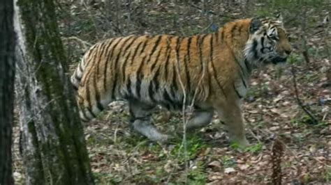 Extinct Tiger Rediscovered After Incredible Clue Found By Scientists ...