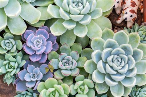 Plantes Succulentes Comment Les Cultiver Et En Prendre Soin Espace