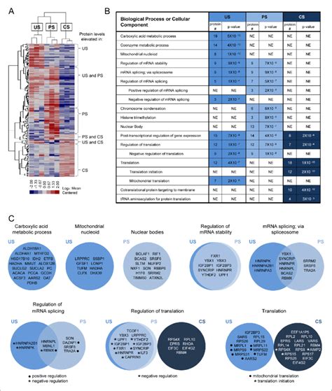 Determination And Analysis Of HIV Splice Variant Protein Interactomes