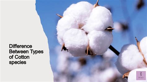 Difference Between Types Of Cotton My Biology Dictionary