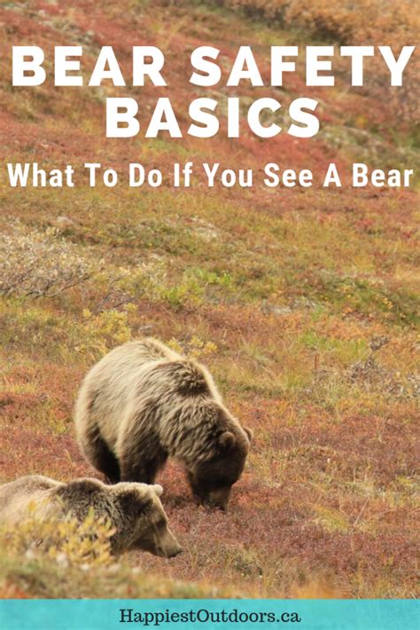 Bear Safety For Hikers Campers And Backpackers Happiest Outdoors