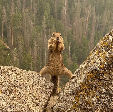 Usfws News On Twitter Rt Usfws Jcvd Squirrel Has A Message About