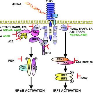 Tlr Signaling Pathways Binding Of Dsrna To The Tlr Cd Complex