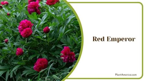 25 Red Peonies You Will Love To Add to Your Spring Garden - Plant America