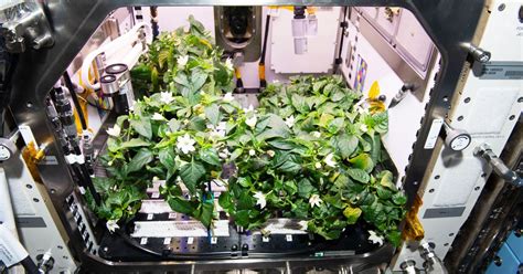 Growing Peppers On The ISS Is Just The Start Of Space Farming WIRED