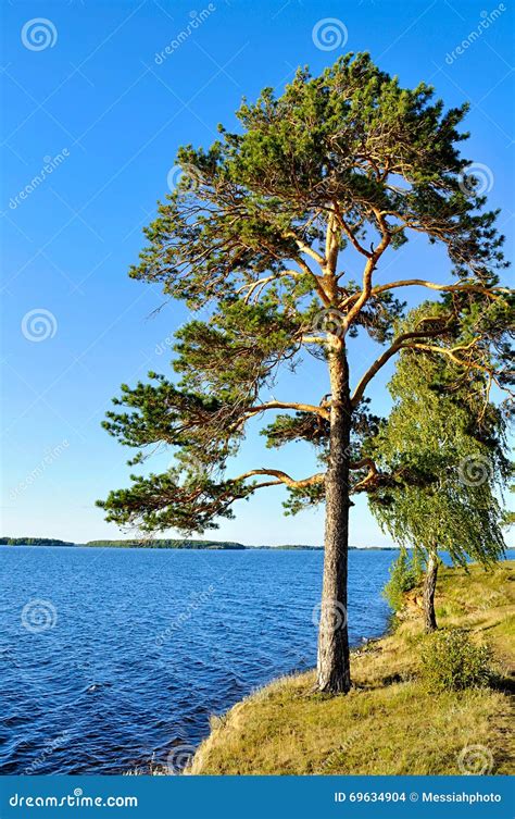 Tall Spreading Pine Tree Standing On The Steep Cliff At Irtyash Lake In