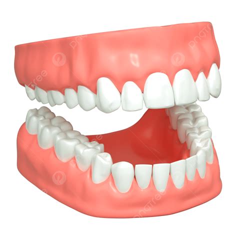 3dc4d Three Dimensional Tooth Model Oral Love Tooth 3d C4d