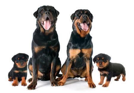 Aprender Sobre Imagem Tudo Sobre A Ra A Rottweiler Br