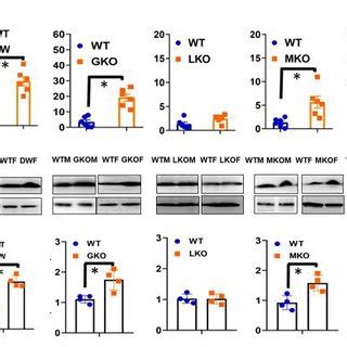 Plasma Irisin Levels And Expression Of Fndc In Muscle Tissue Of Wt And