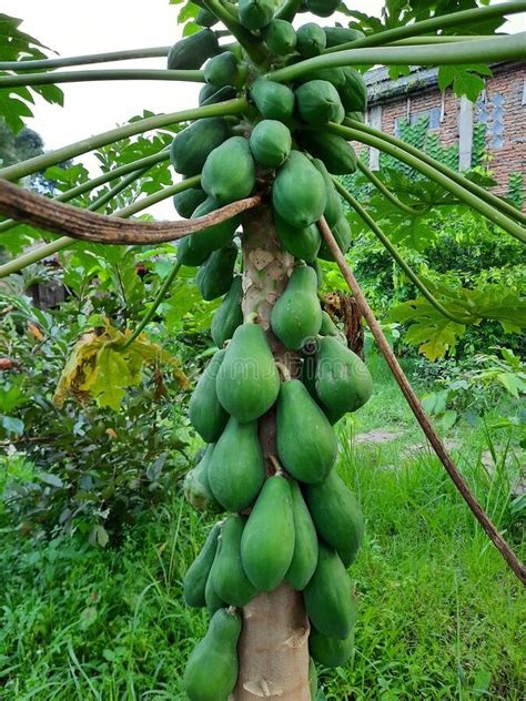 Papaya Fruit On The Tree Tropical Fruit And Very Exotic Stock Photo