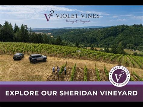 Violet Vines Winery And Vineyards Sheridan Oregon Vineyard Tour