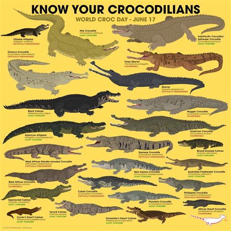 Crocodiles Crocodilians