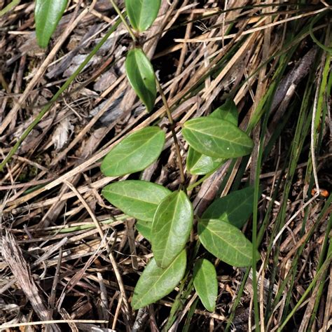 Bearded Tylophora From Jarrahmond VIC 3888 Australia On May 22 2022