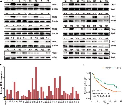 Frontiers Trib3 Promotes The Malignant Progression Of Bladder Cancer