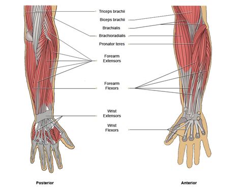 muscles of the arm and chest - ModernHeal.com