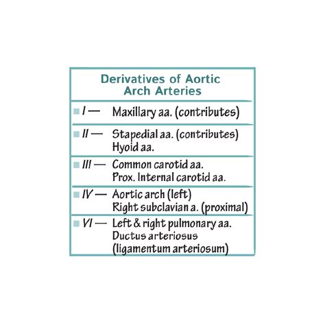 Aortic Arch Derivatives