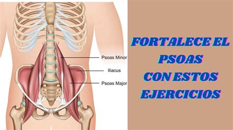 Fortalece El Psoas Con Estos Ejercicios Youtube