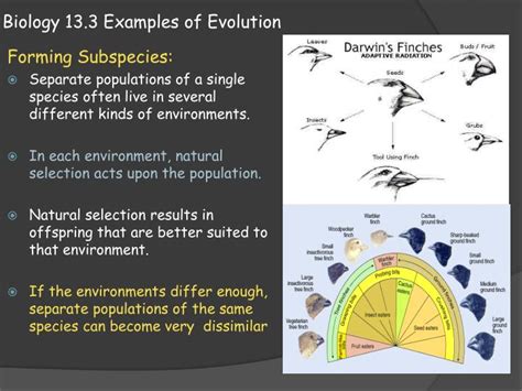 PPT - Biology 13.3 Examples of Evolution PowerPoint Presentation - ID:2529447