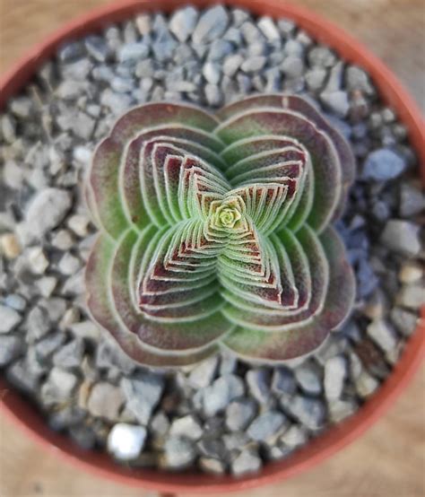 Crassula capitella turrita Un erizo en mi jardín