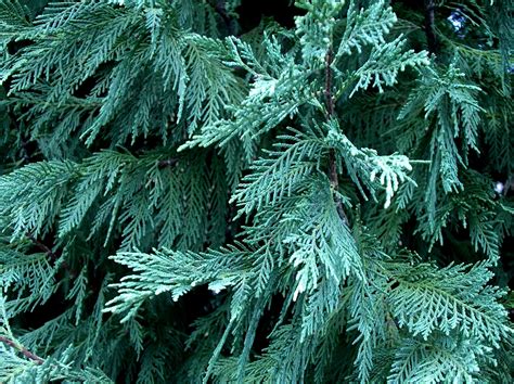 Online Plant Guide X Cupressocyparis Leylandii Leyland Cypress