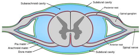 The Dorsal Root Ganglia Mainly Contain A Axons Of Motor Neurons B