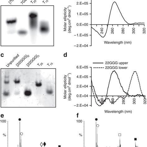 Stability Of Telomeric G Quadruplexes A 7GGT 4 Complementary Strand