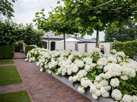 Strong Annabelle En Hydrangea Arborescens Annabelle Advertentie 1364614