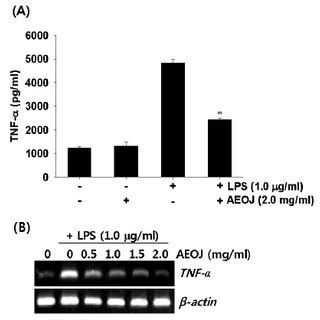 Effect Of AEOJ On The Viability Of RAW 264 7 5 Macrophage Cells Cells