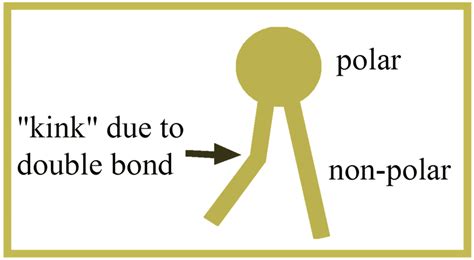 Diagram Of Polar And Non Polar Lipid Download Scientific Diagram