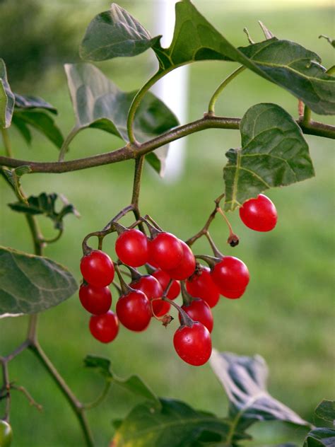 Free Images : flower, ripe, herb, flora, season, christmas decoration ...