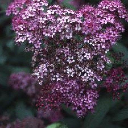 Spirea Japonica Anthony Waterer Spierstruik Vtwonen