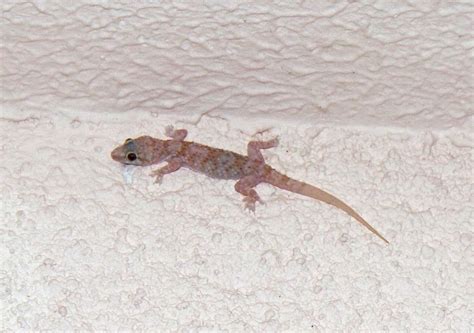 Lézard Blanc Photo Stock Libre Public Domain Pictures