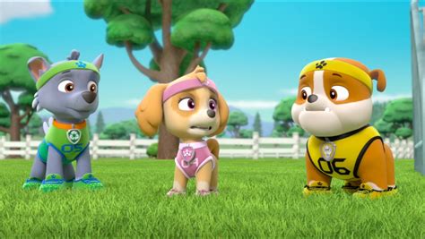 Image All Star Pups 25 Paw Patrol Wiki Fandom Powered By Wikia