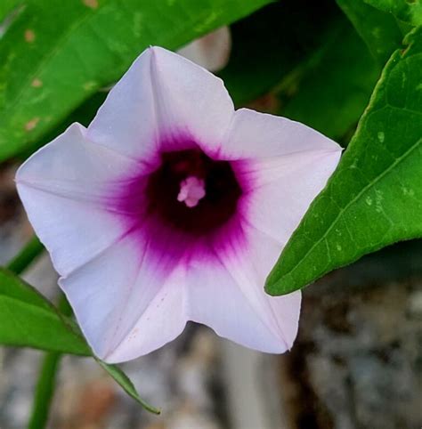 Growing Sweet Potatoes Year Round • South Florida Gardening